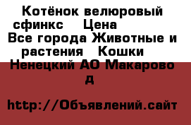 Котёнок велюровый сфинкс. › Цена ­ 15 000 - Все города Животные и растения » Кошки   . Ненецкий АО,Макарово д.
